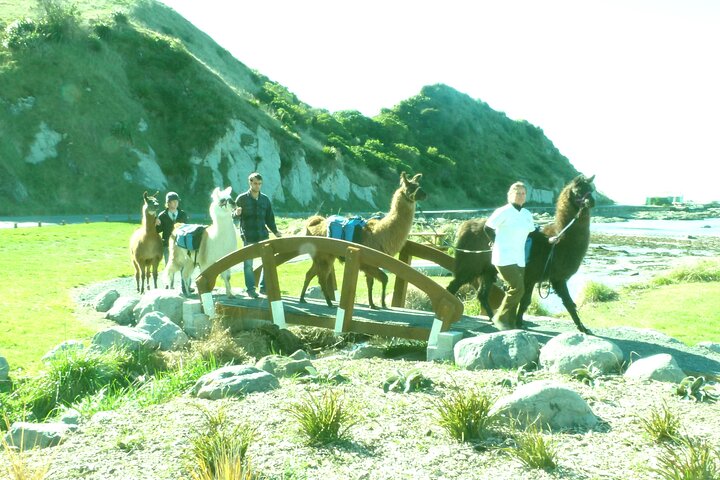 Llama Trek (medio día) - Bahía de Kaikoura, playas y colonia de focas