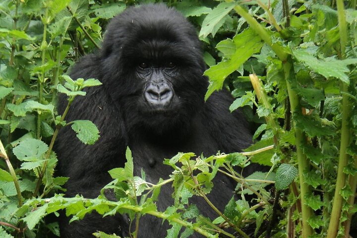 1 dag Rwanda Gorilla Trekking Tour i Volcanoes National Park