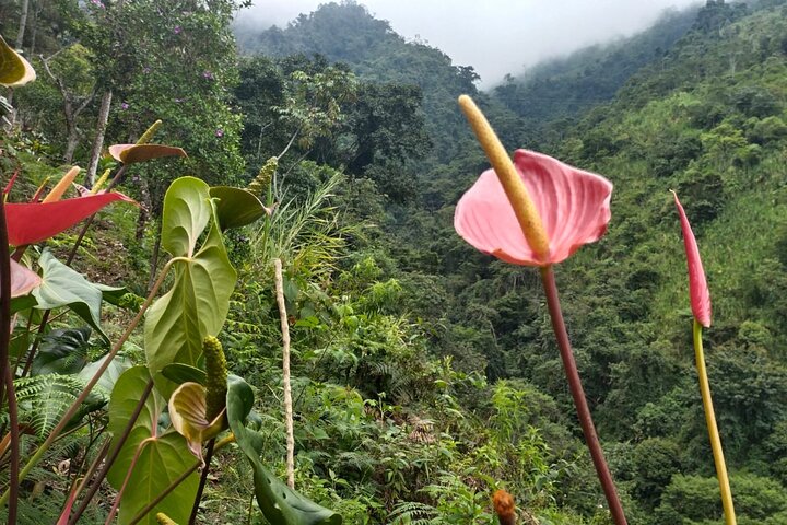 Udflugt til La Plata-vandfaldet i Ibagué (490 meter det højeste i Tolima)