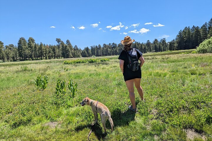 Visite hors route de Big Bear Jeep avec randonnée dans la réserve de Bluff Lake