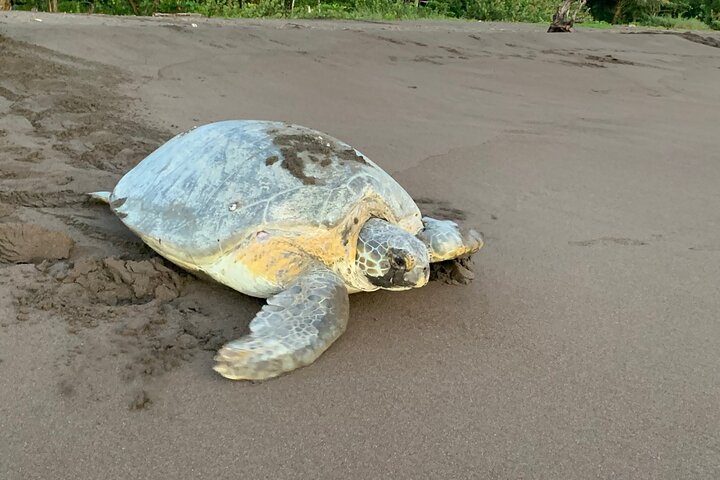 Observação de tartarugas em seu habitat natural em Tortuguero