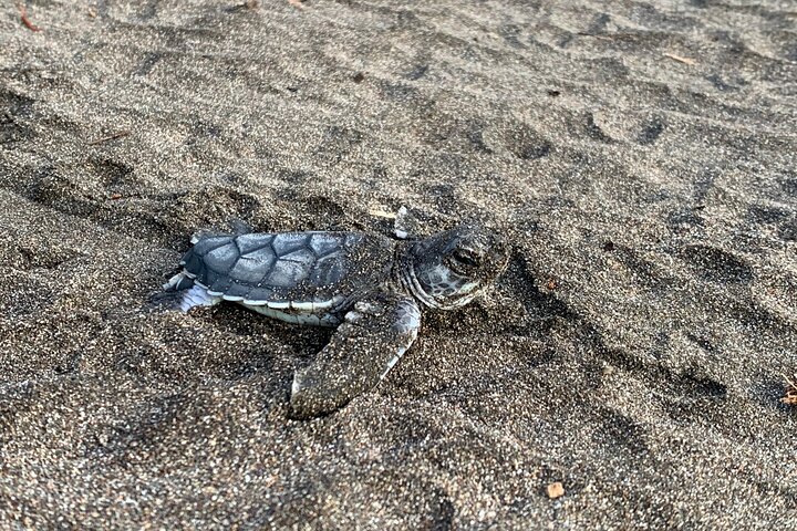 Observação de tartarugas em seu habitat natural em Tortuguero