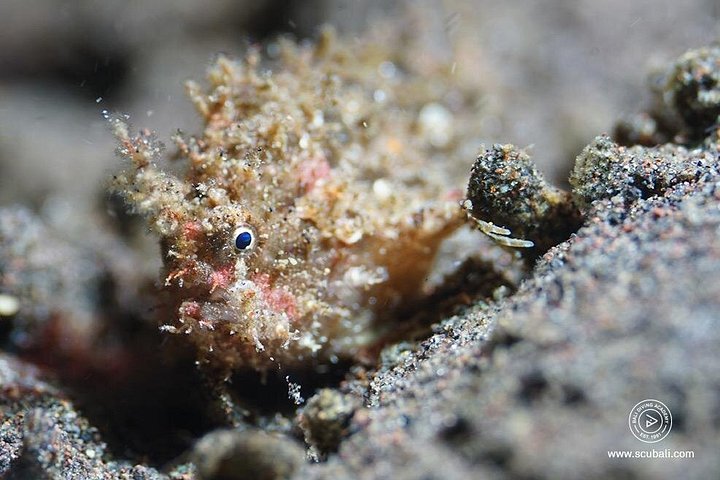 3 plongées Nusa Lembongan - Penida, plongeur certifié (à Lembongan)