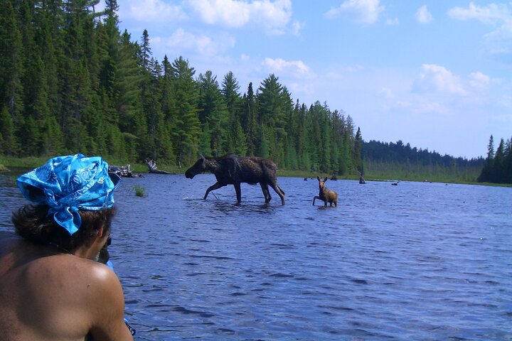 Hoteller i nærheden af Algonquin Park 3 - Day Deluxe Camping & Canoeing Adventure