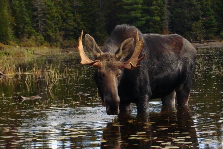 Hoteller i nærheden af Algonquin Park 4 - Day Deluxe Camping & Canoeing Adventure