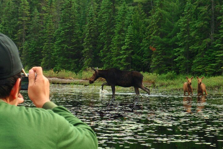 Hoteller i nærheden af Algonquin Park 4 - Day Deluxe Camping & Canoeing Adventure