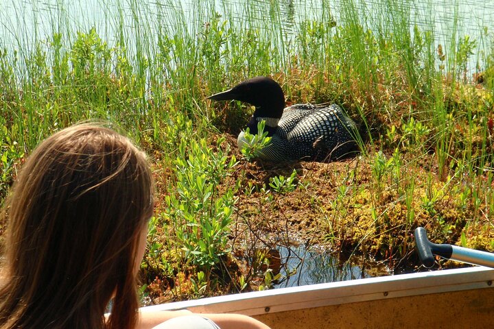 Hoteller i nærheden af Algonquin Park 3 - Day Deluxe Camping & Canoeing Adventure