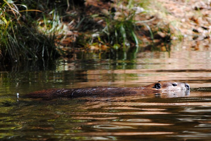 Hoteller i nærheden af Algonquin Park 3 - Day Deluxe Camping & Canoeing Adventure