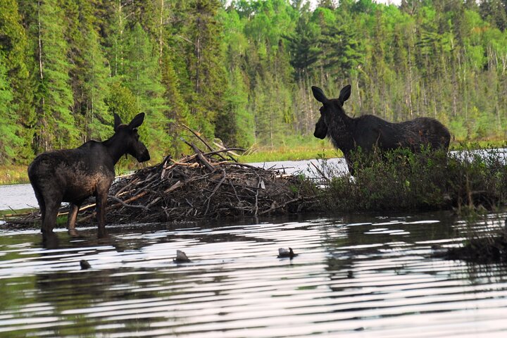 Hoteller i nærheden af Algonquin Park 3 - Day Deluxe Camping & Canoeing Adventure