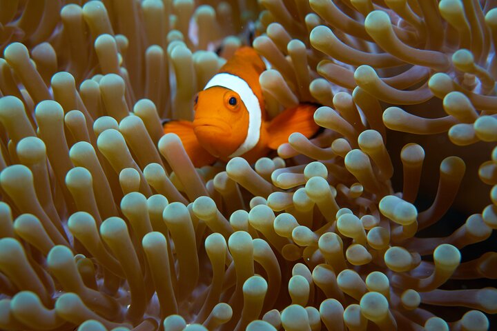 Gita in barca di un'intera giornata allo snorkeling dell'isola di Menjangan