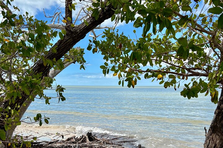 Recorrido ecológico por la playa en barco con manatíes, delfines y 10 000 islas