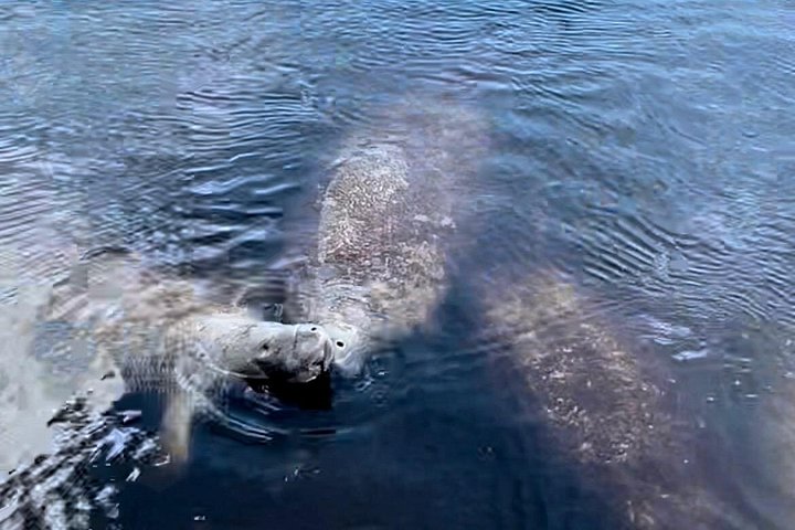 Recorrido ecológico por la playa en barco con manatíes, delfines y 10 000 islas