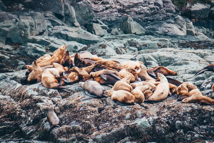 Victoria Aventura de observación de ballenas de medio día con fotos gratis