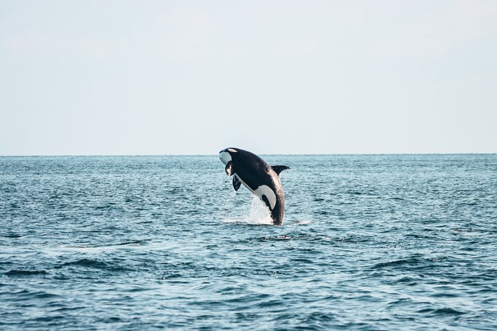 Victoria Aventura de observación de ballenas de medio día con fotos gratis