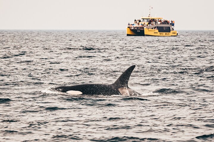 Victoria Aventura de observación de ballenas de medio día con fotos gratis