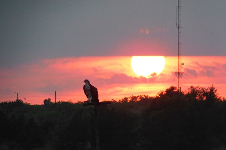 Croisière écologique de 2 heures au coucher du soleil sur le balbuzard au départ de Cape May