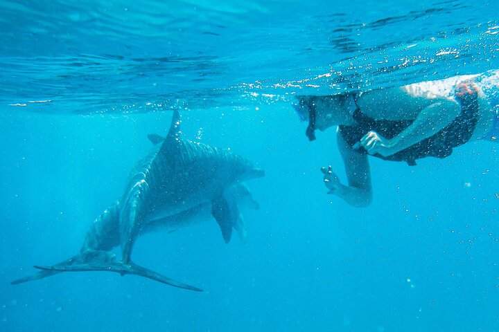 Speciale Wasini Island-tour van een hele dag met snorkelen en lunch