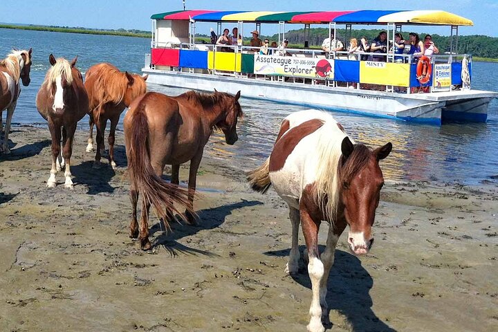 Båttur med vill ponni fra Chincoteague til Assateague
