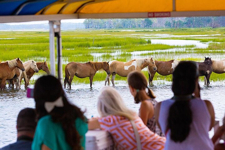 Båttur med vill ponni fra Chincoteague til Assateague