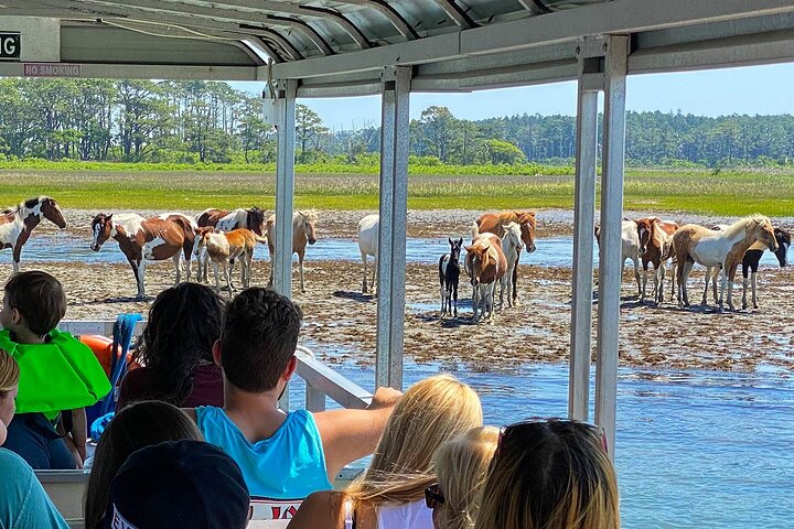 Båttur med vill ponni fra Chincoteague til Assateague