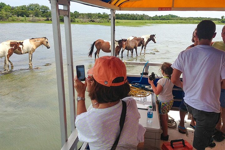 Båttur med vill ponni fra Chincoteague til Assateague