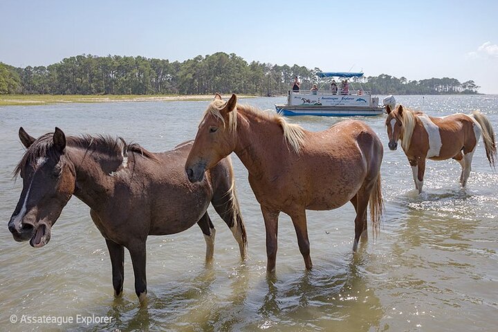 Båttur med vill ponni fra Chincoteague til Assateague
