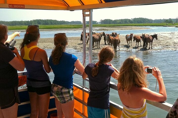 Båttur med vill ponni fra Chincoteague til Assateague