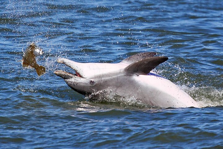 Båttur med vill ponni fra Chincoteague til Assateague