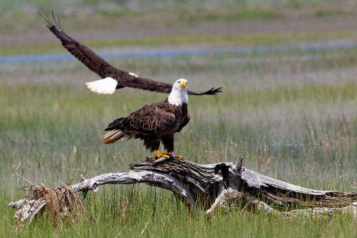 Båttur med vill ponni fra Chincoteague til Assateague