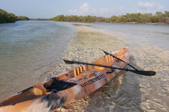 Esperienza in kayak nelle mangrovie dell'isola di Holbox