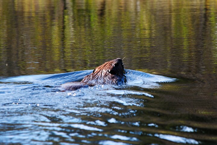 Hoteller i nærheden af Algonquin Park 4 - Day Deluxe Camping & Canoeing Adventure