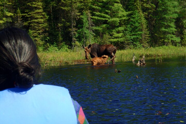 Hoteller i nærheden af Algonquin Park 4 - Day Deluxe Camping & Canoeing Adventure