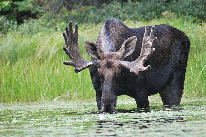 Hoteller i nærheden af Algonquin Park 4 - Day Deluxe Camping & Canoeing Adventure