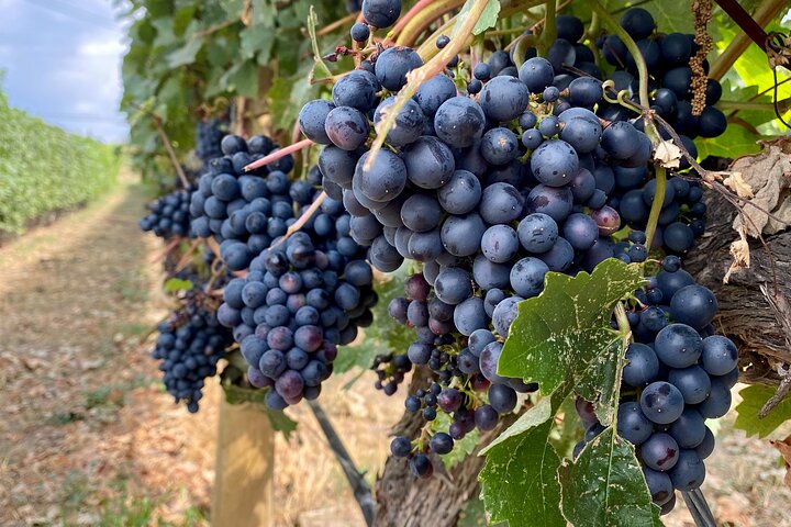 Visite guidée des vins d'une demi-journée à West Kelowna avec 4 établissements vinicoles