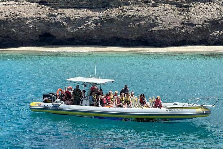 2 uur durende excursie dolfijnen en walvissen spotten + snorkelen