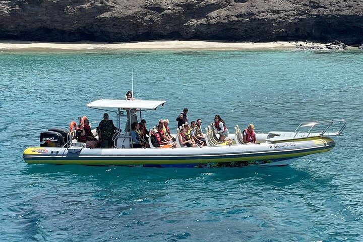 2 uur durende excursie dolfijnen en walvissen spotten + snorkelen