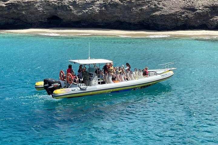 2 uur durende excursie dolfijnen en walvissen spotten + snorkelen