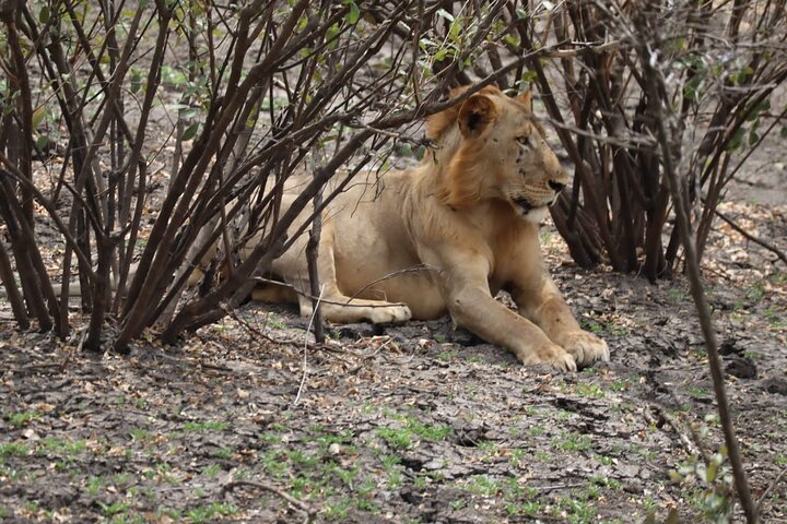 3 dager Selous (Nyerere nasjonalpark) Safari fra Zanzibar og tilbake