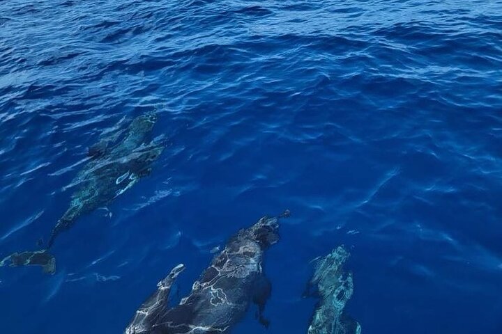 Privat Dolphin Watch och Sunset Boat Tour Port Aransas Texas