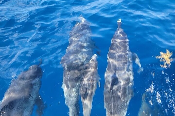 Privat Dolphin Watch och Sunset Boat Tour Port Aransas Texas