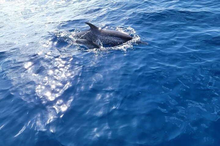 Privat Dolphin Watch och Sunset Boat Tour Port Aransas Texas