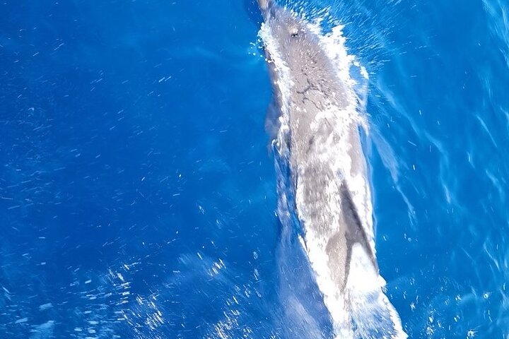 Privat Dolphin Watch och Sunset Boat Tour Port Aransas Texas
