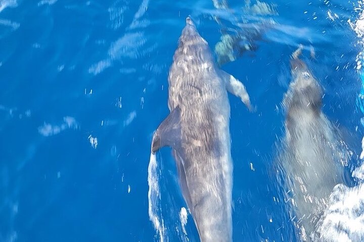 Privat Dolphin Watch och Sunset Boat Tour Port Aransas Texas
