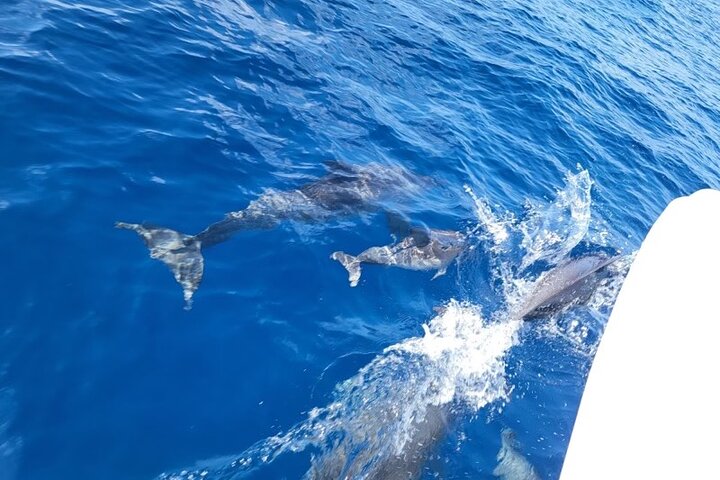 Privat Dolphin Watch och Sunset Boat Tour Port Aransas Texas