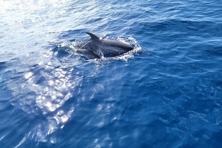Privat Dolphin Watch och Sunset Boat Tour Port Aransas Texas