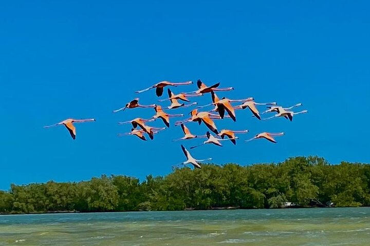 Eco Safari attraverso il Parco Naturale di Ria Lagartos