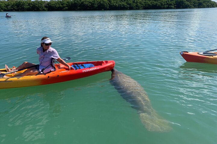 Mangrovetunnel begeleid kajakavontuur in Sarasota