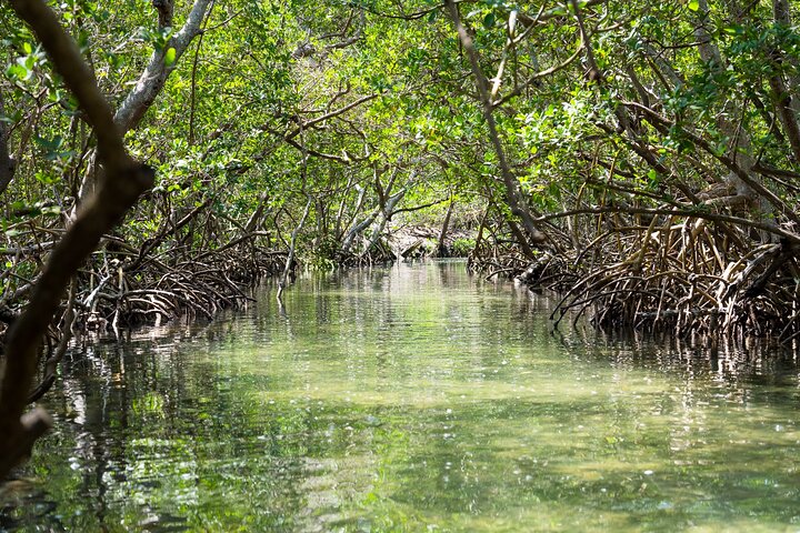 Mangrovetunnel begeleid kajakavontuur in Sarasota