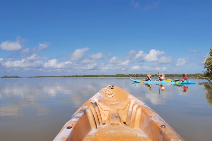 Esperienza in kayak nelle mangrovie dell'isola di Holbox