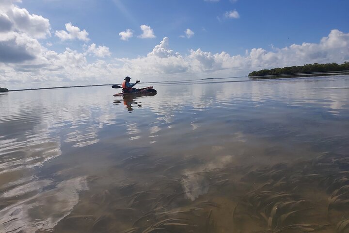 Esperienza in kayak nelle mangrovie dell'isola di Holbox